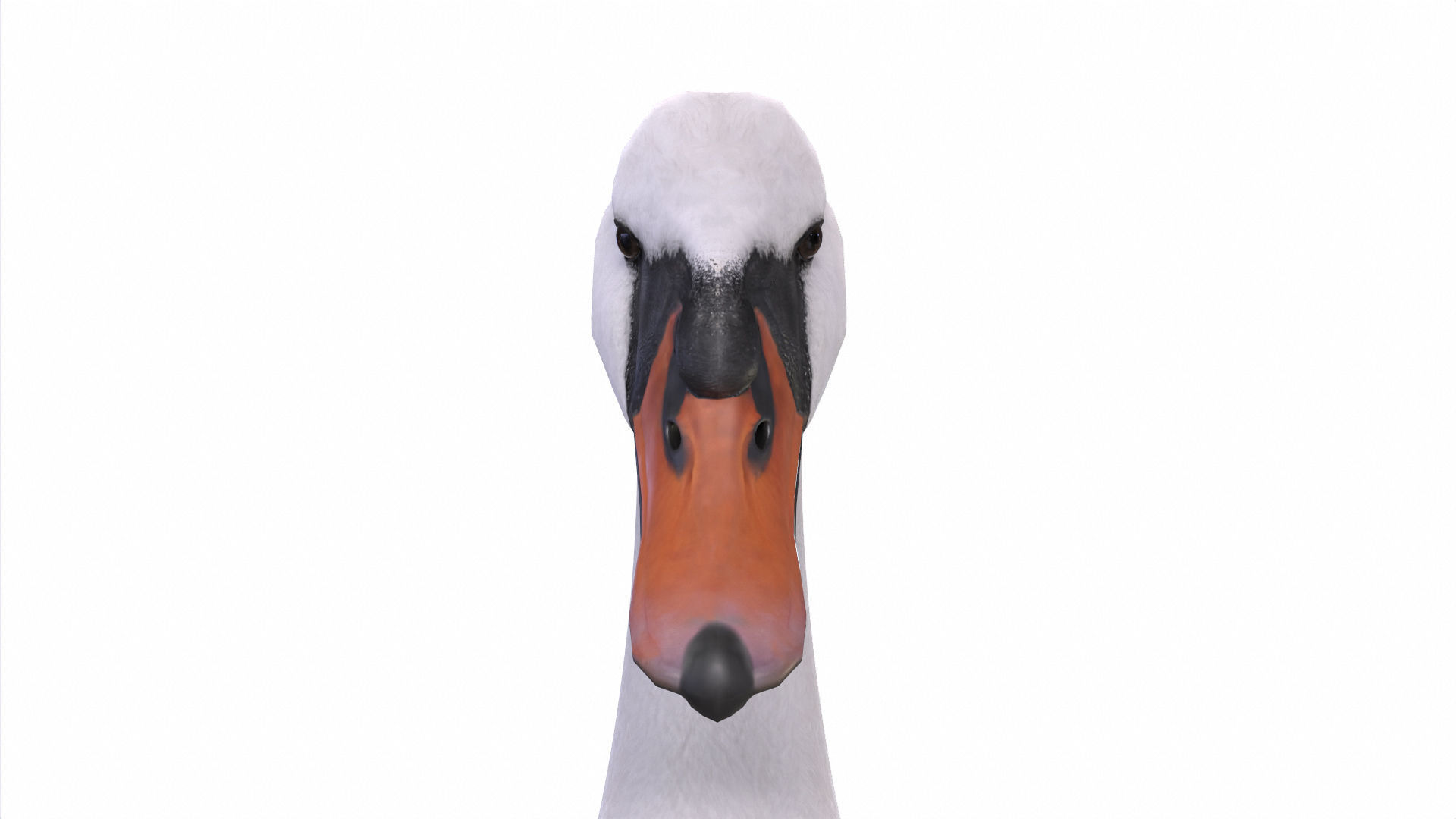 Waterfowl Collection two swans 3D model_8