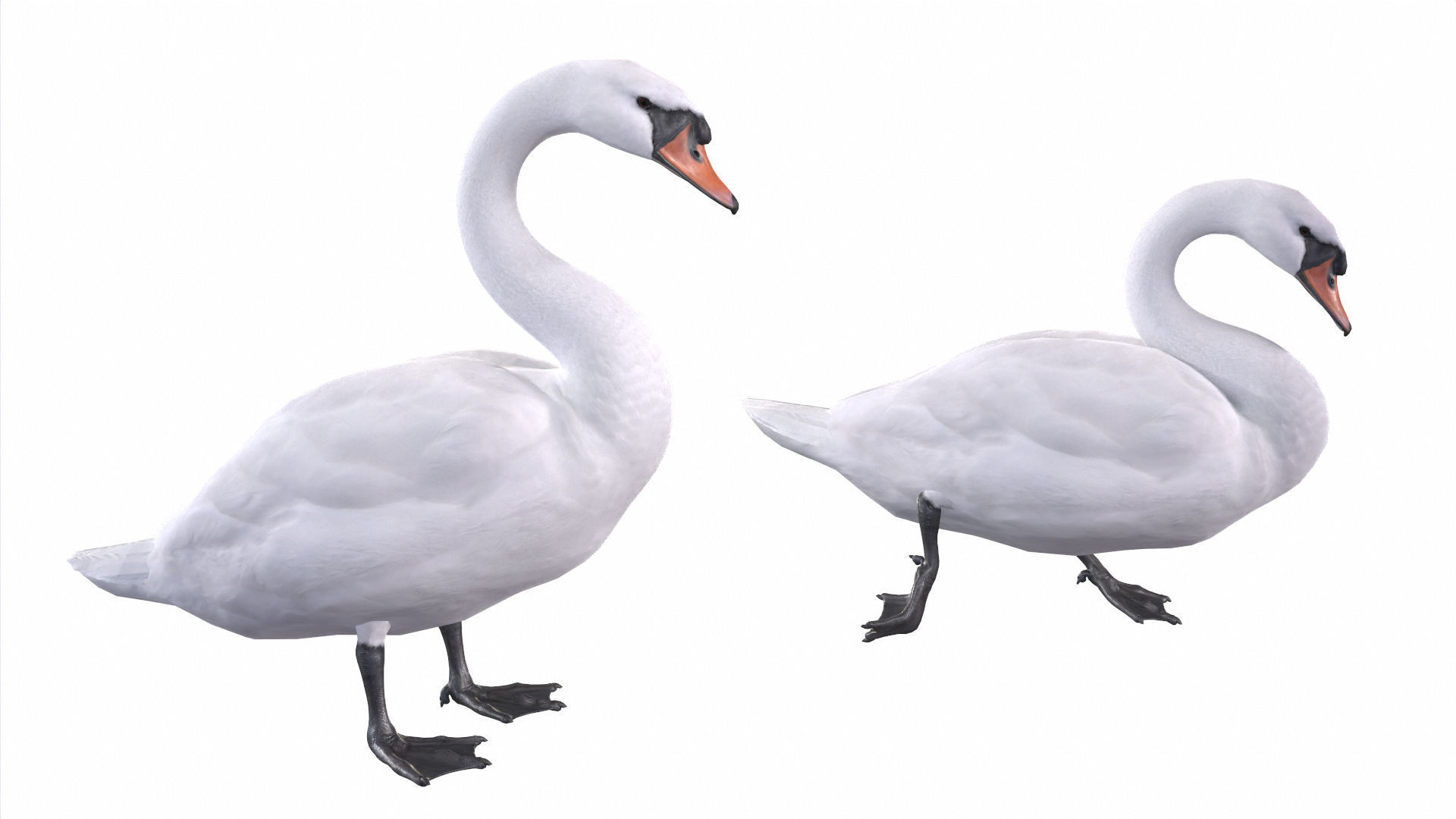 Waterfowl Collection two swans 3D model_4