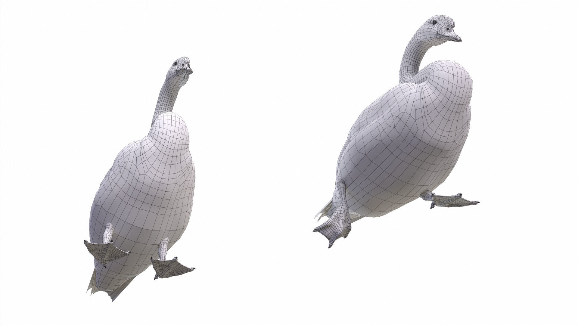 Waterfowl Collection two swans 3D model_12