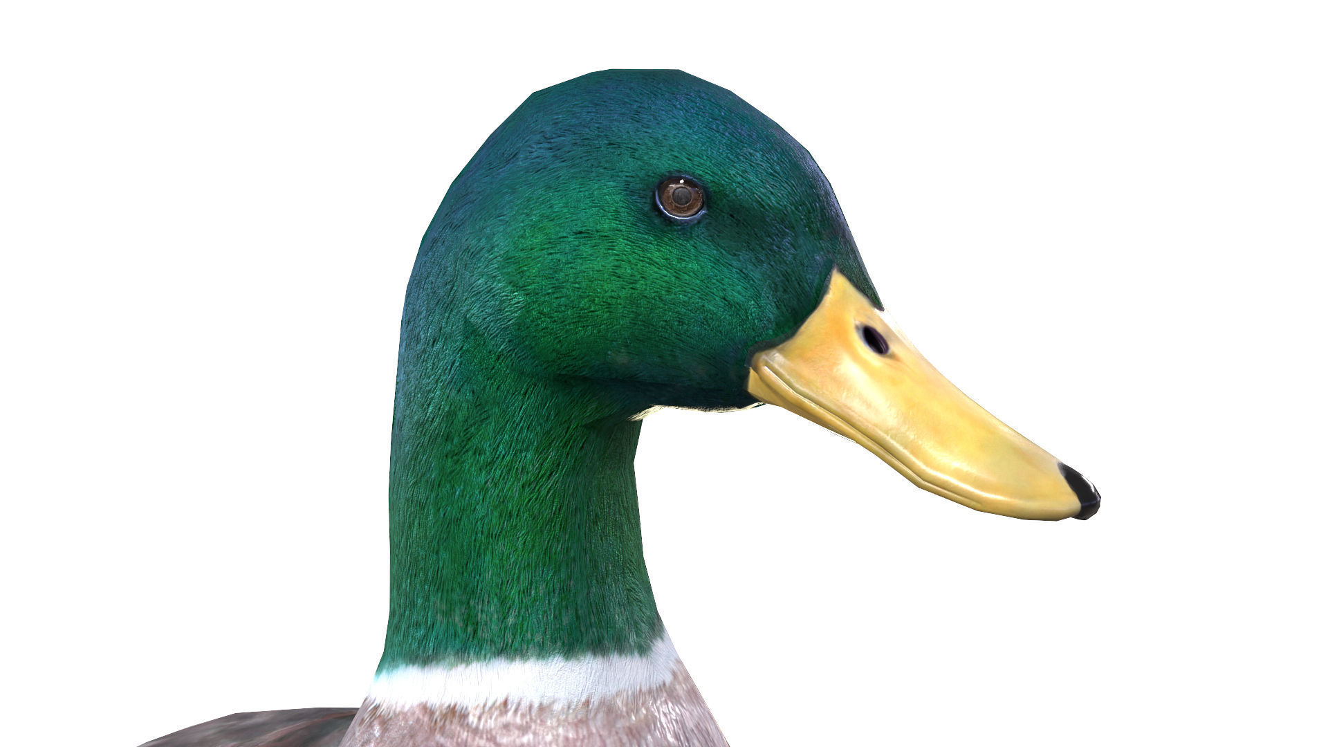Waterfowl Collection two swans 3D model_32