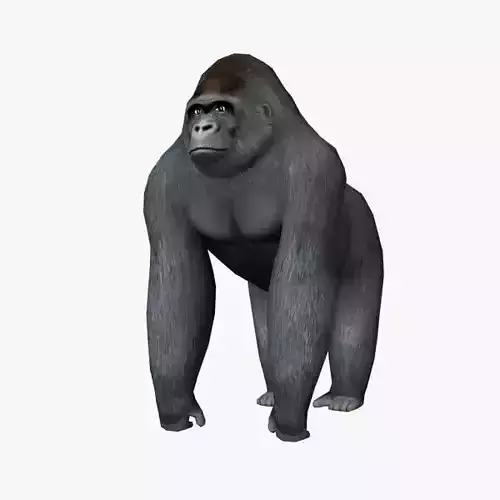 Gorilla