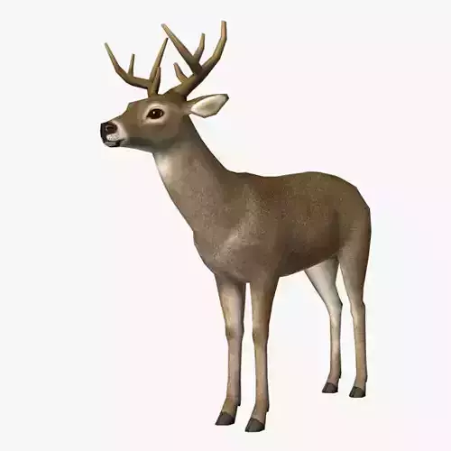 Deer Model with antlers