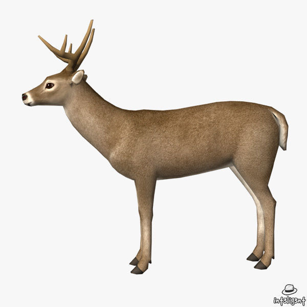 Deer Model with antlers Low-poly 3D model_3