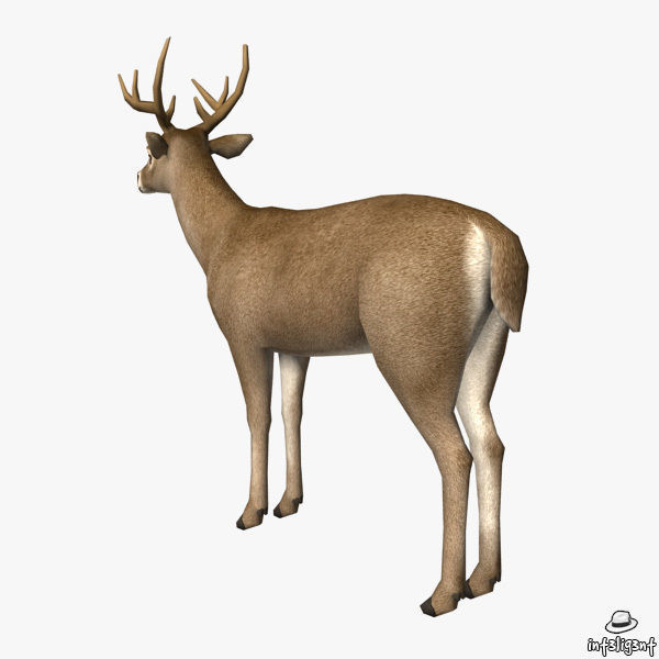 Deer Model with antlers Low-poly 3D model_4