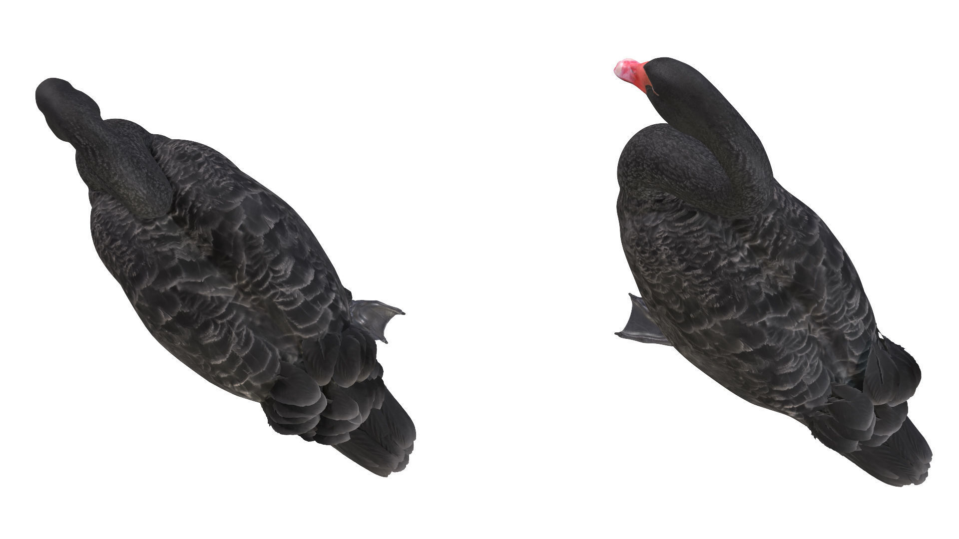 Birds Collection macaw perched on branch 3D model_26