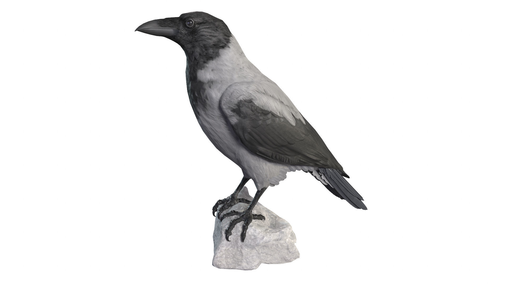 Birds Collection macaw perched on branch 3D model_132