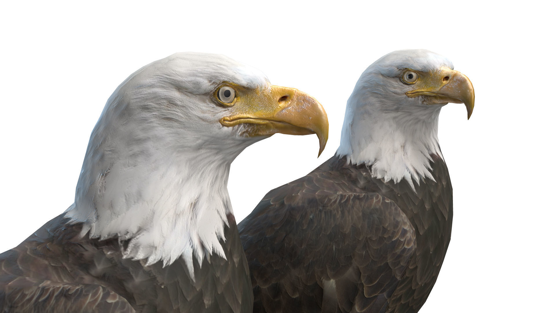 Birds Collection macaw perched on branch 3D model_98