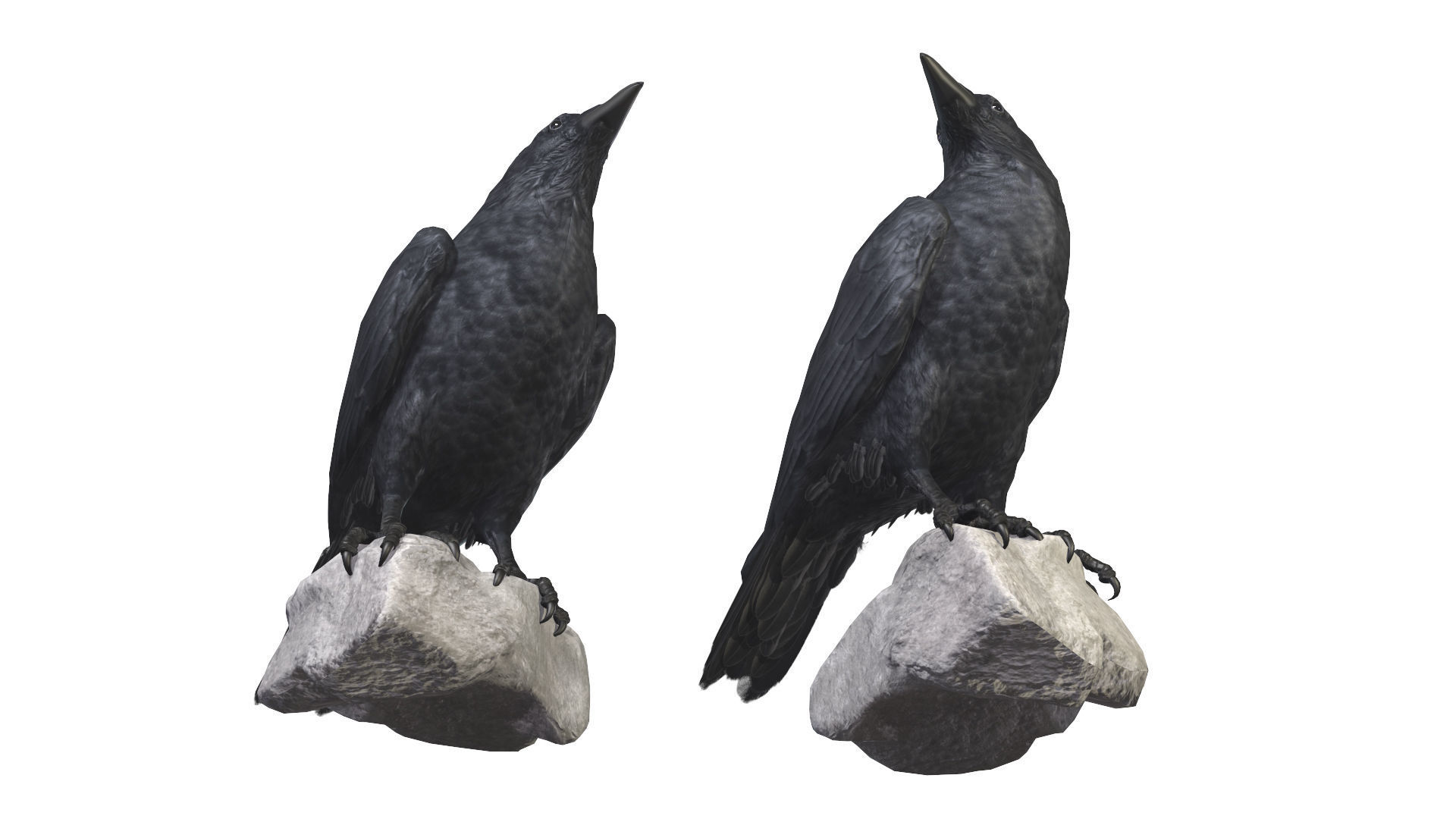 Birds Collection macaw perched on branch 3D model_145