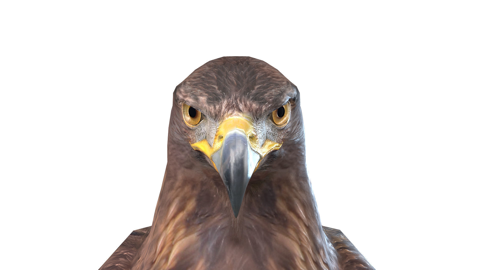 Birds Collection macaw perched on branch 3D model_84