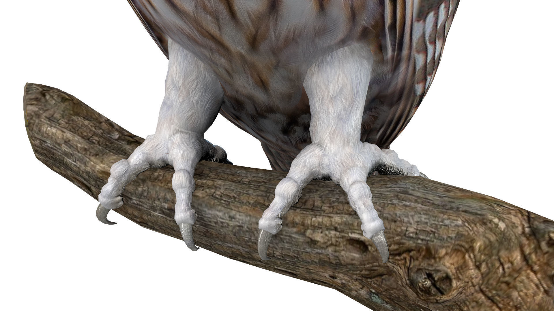 Birds Collection macaw perched on branch 3D model_70