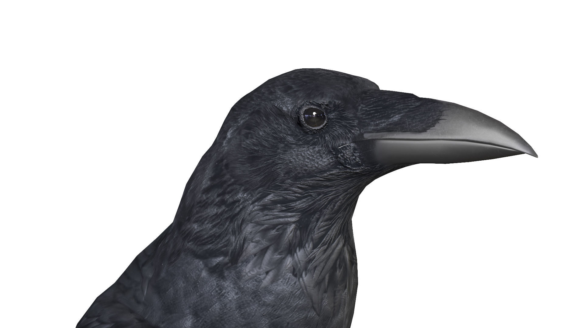 Birds Collection macaw perched on branch 3D model_146