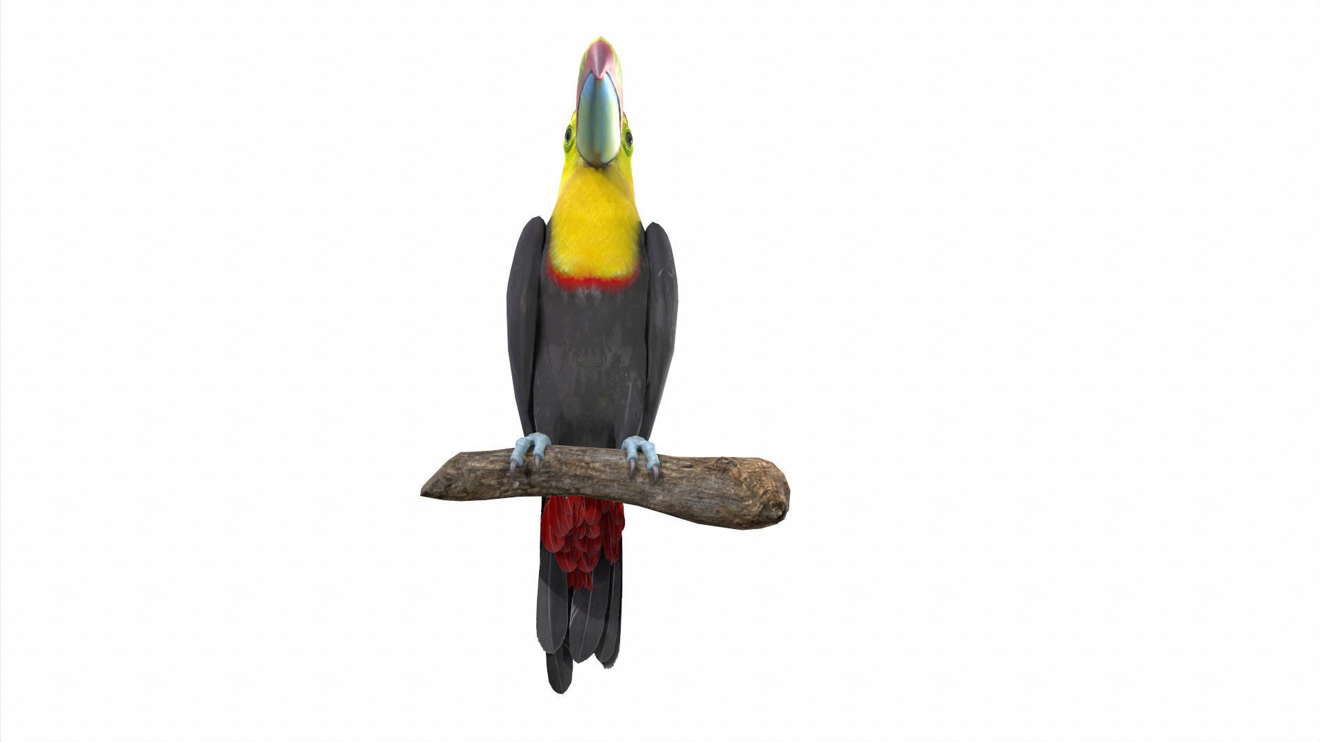 Birds Collection macaw perched on branch 3D model_110