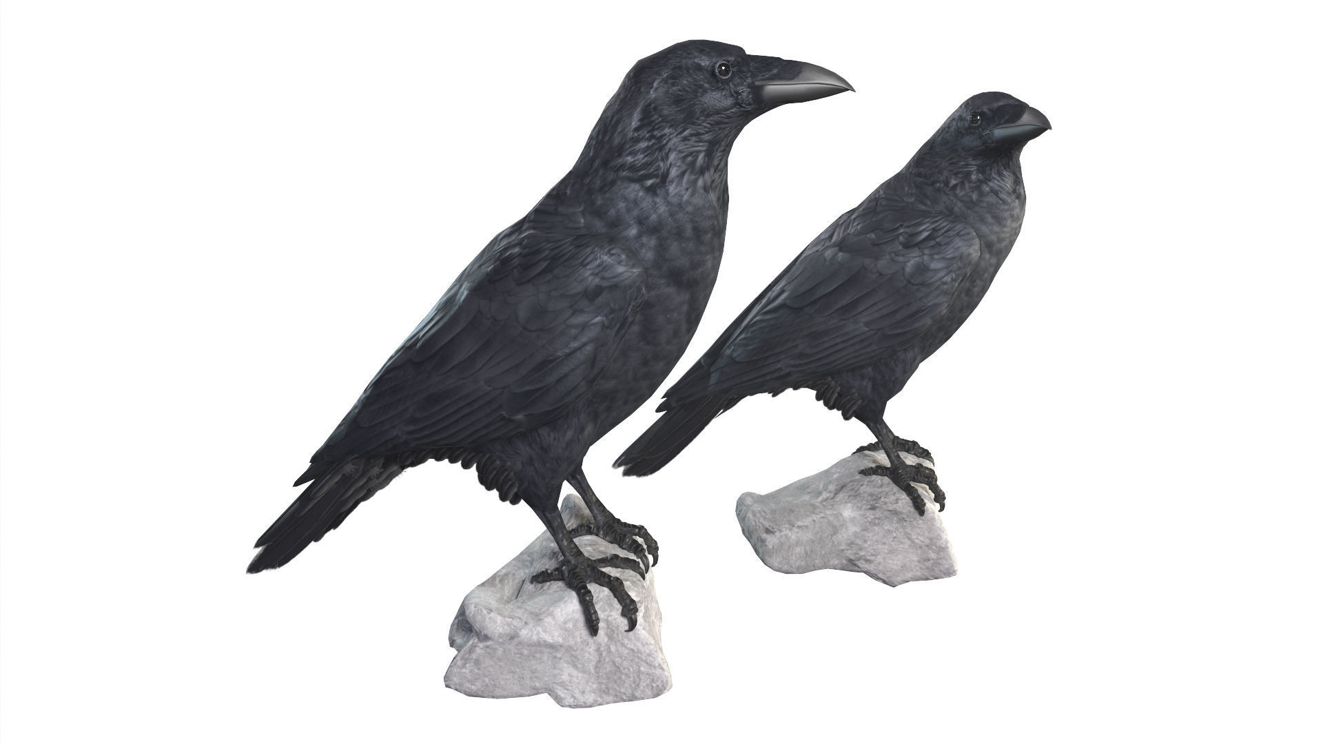 Birds Collection macaw perched on branch 3D model_144