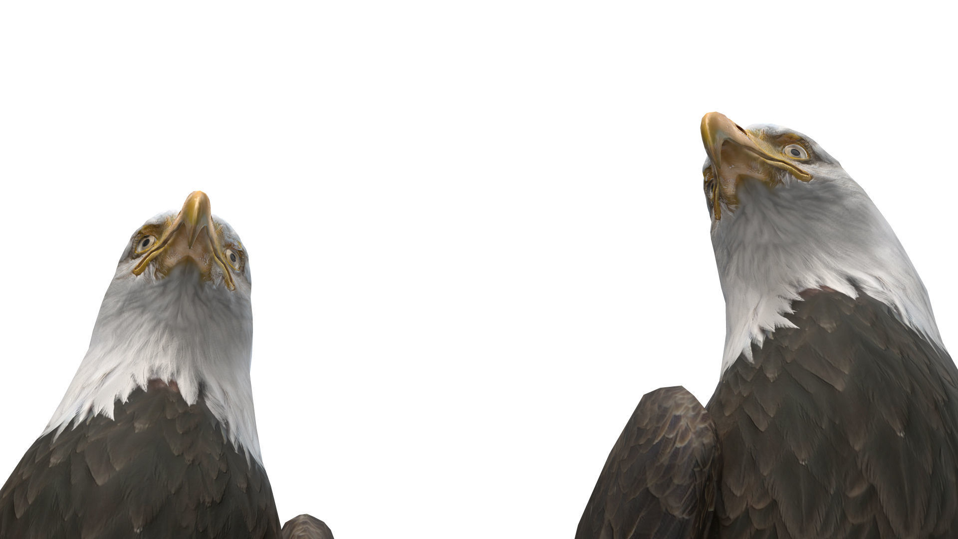 Birds Collection macaw perched on branch 3D model_95