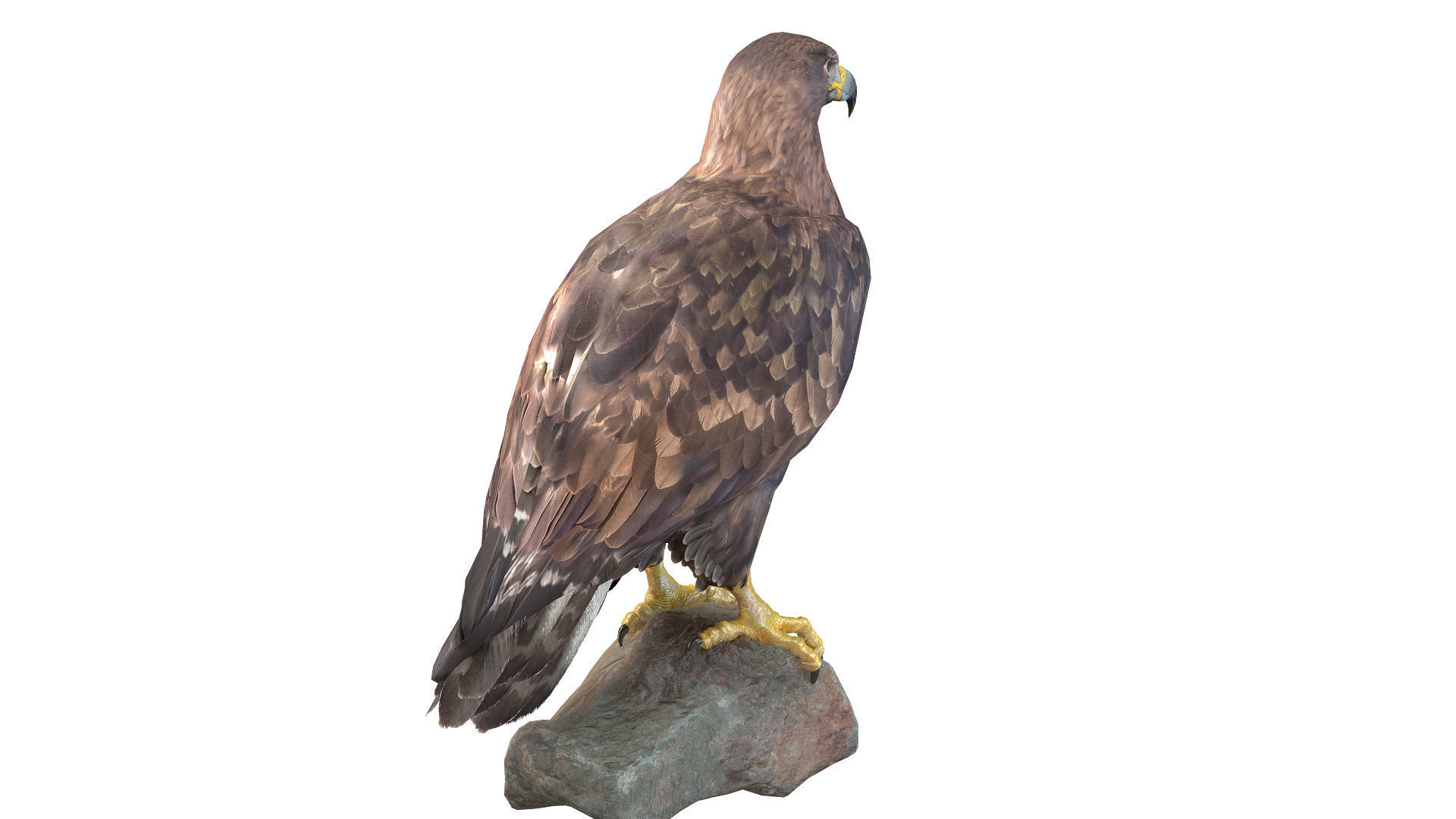 Birds Collection macaw perched on branch 3D model_82