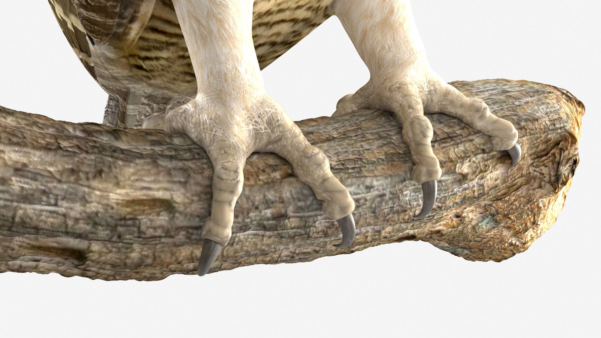 Birds Collection macaw perched on branch 3D model_122