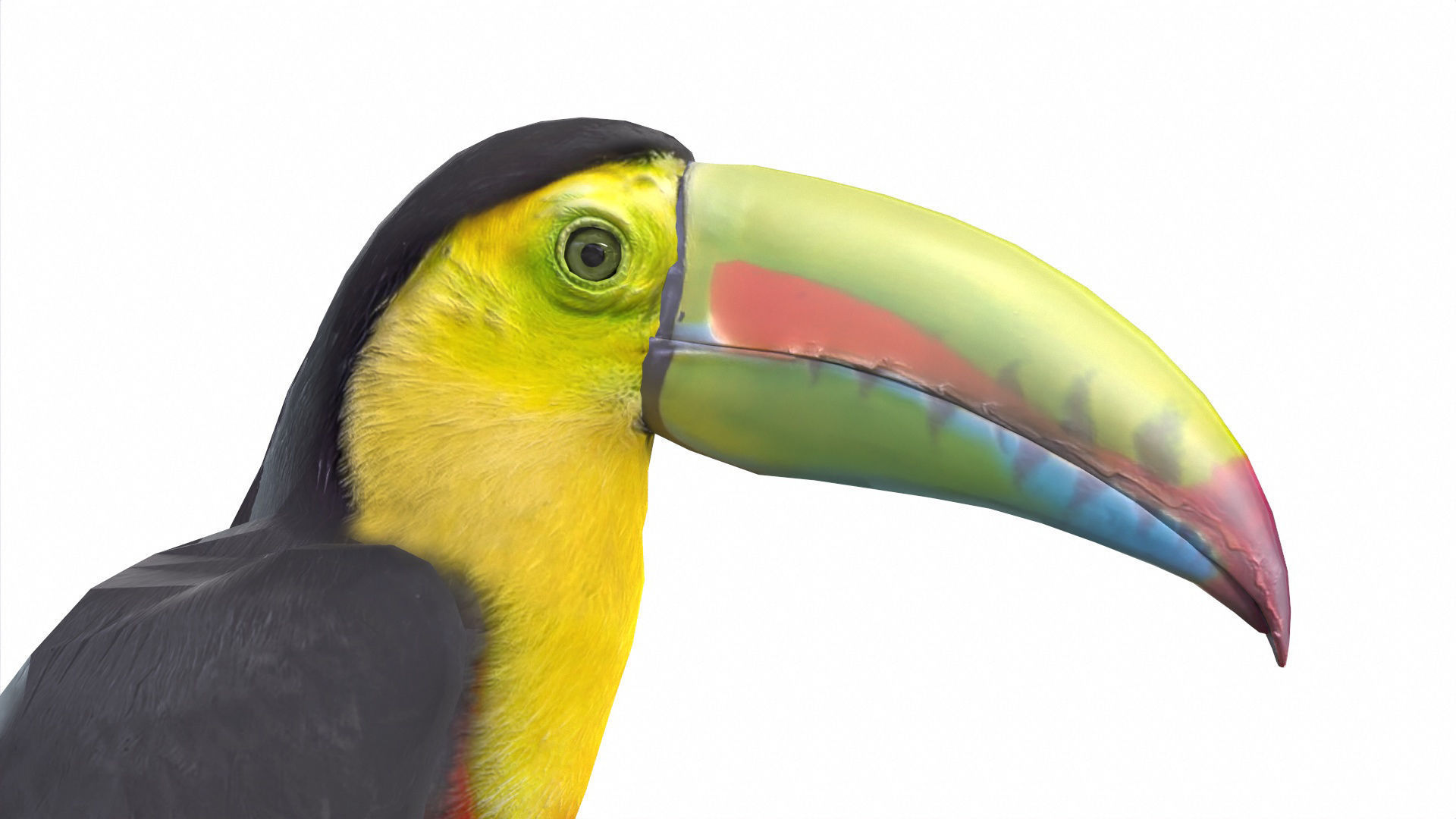 Birds Collection macaw perched on branch 3D model_108