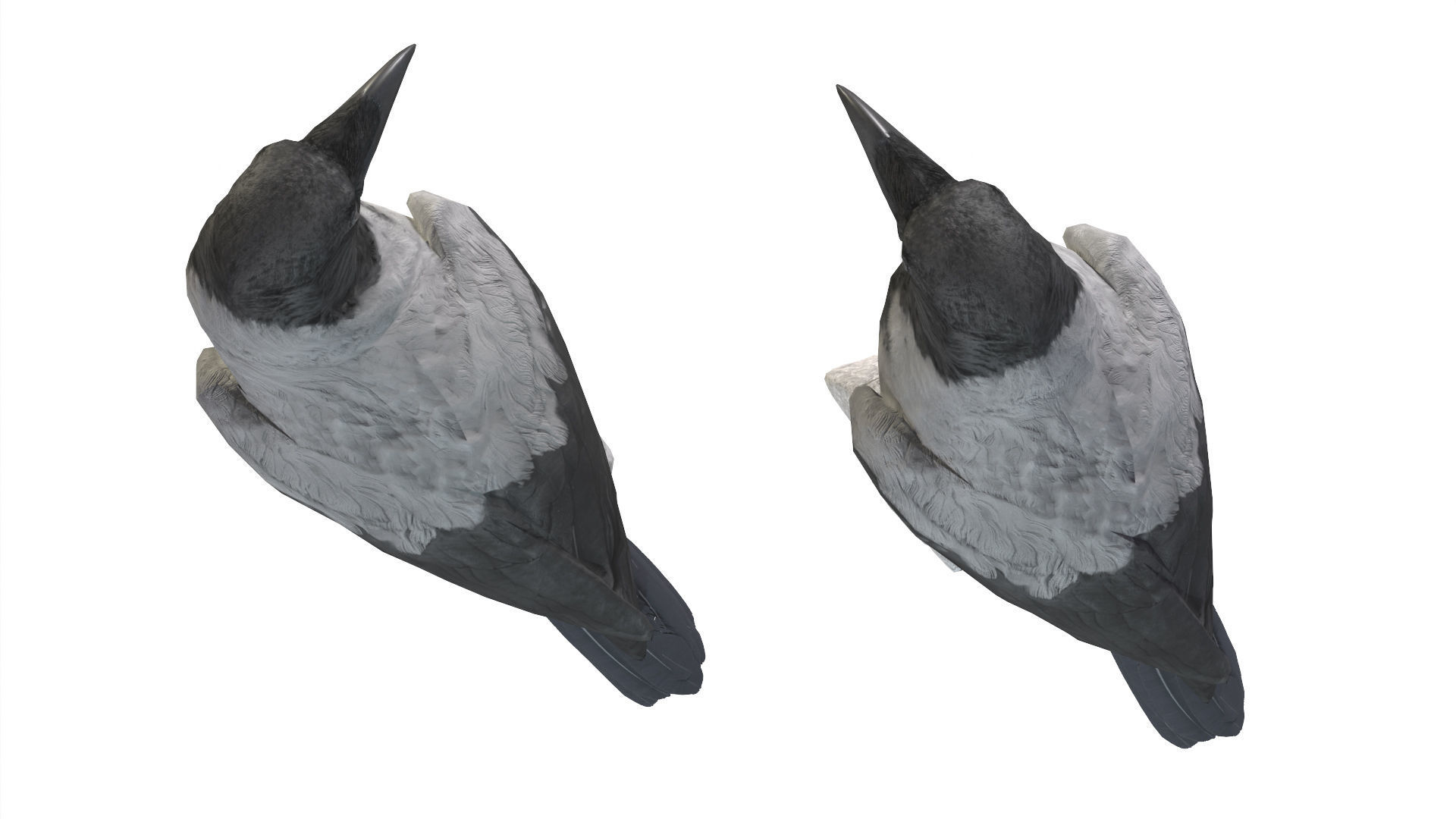 Birds Collection macaw perched on branch 3D model_133