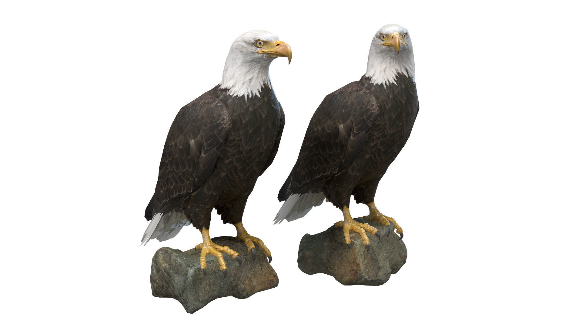 Birds Collection macaw perched on branch 3D model_93