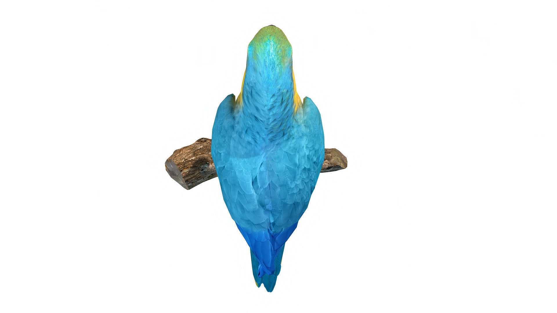 Birds Collection macaw perched on branch 3D model_44