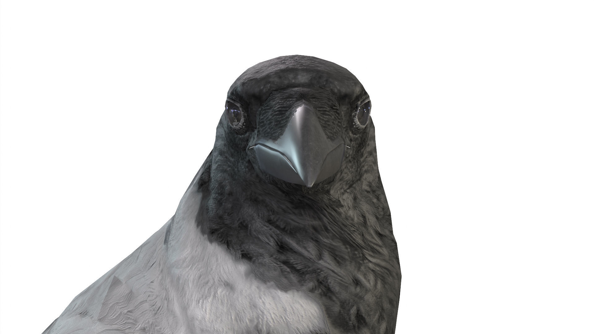 Birds Collection macaw perched on branch 3D model_134