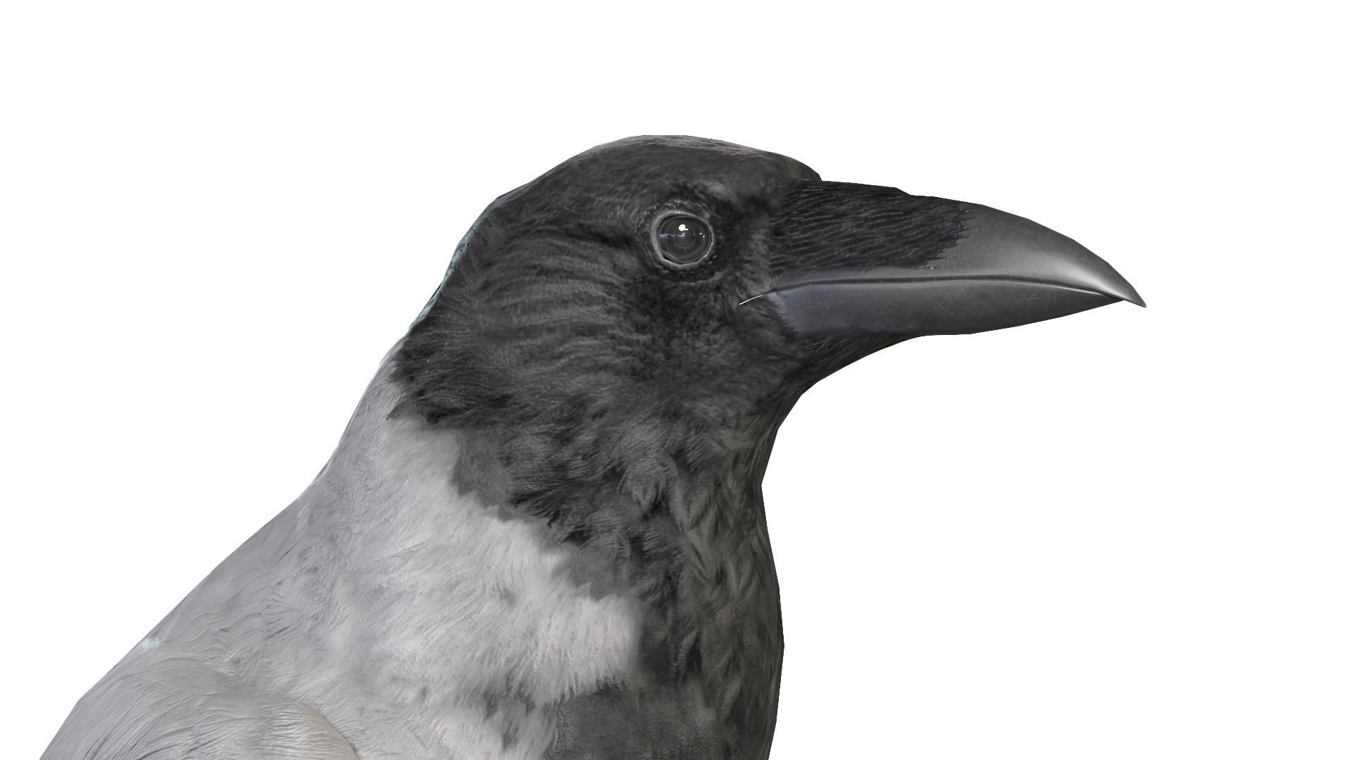 Birds Collection macaw perched on branch 3D model_135