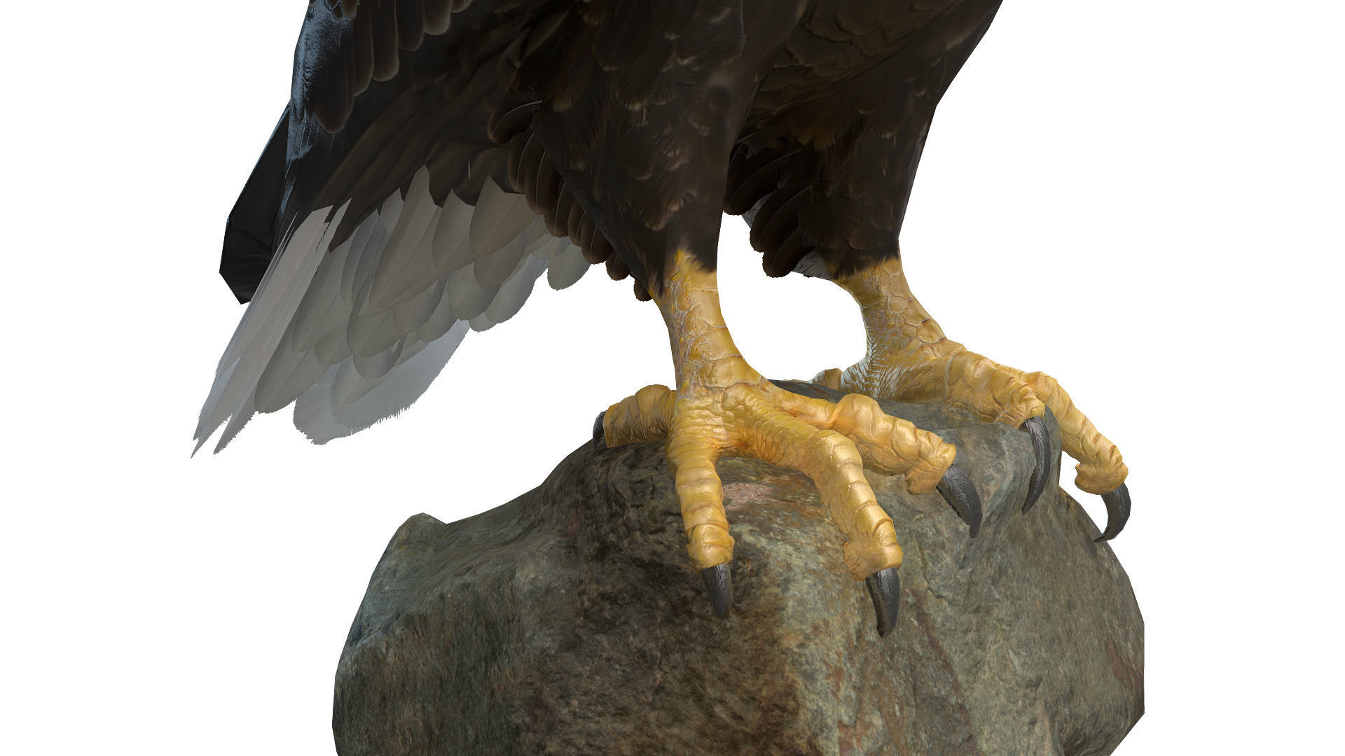 Birds Collection macaw perched on branch 3D model_97