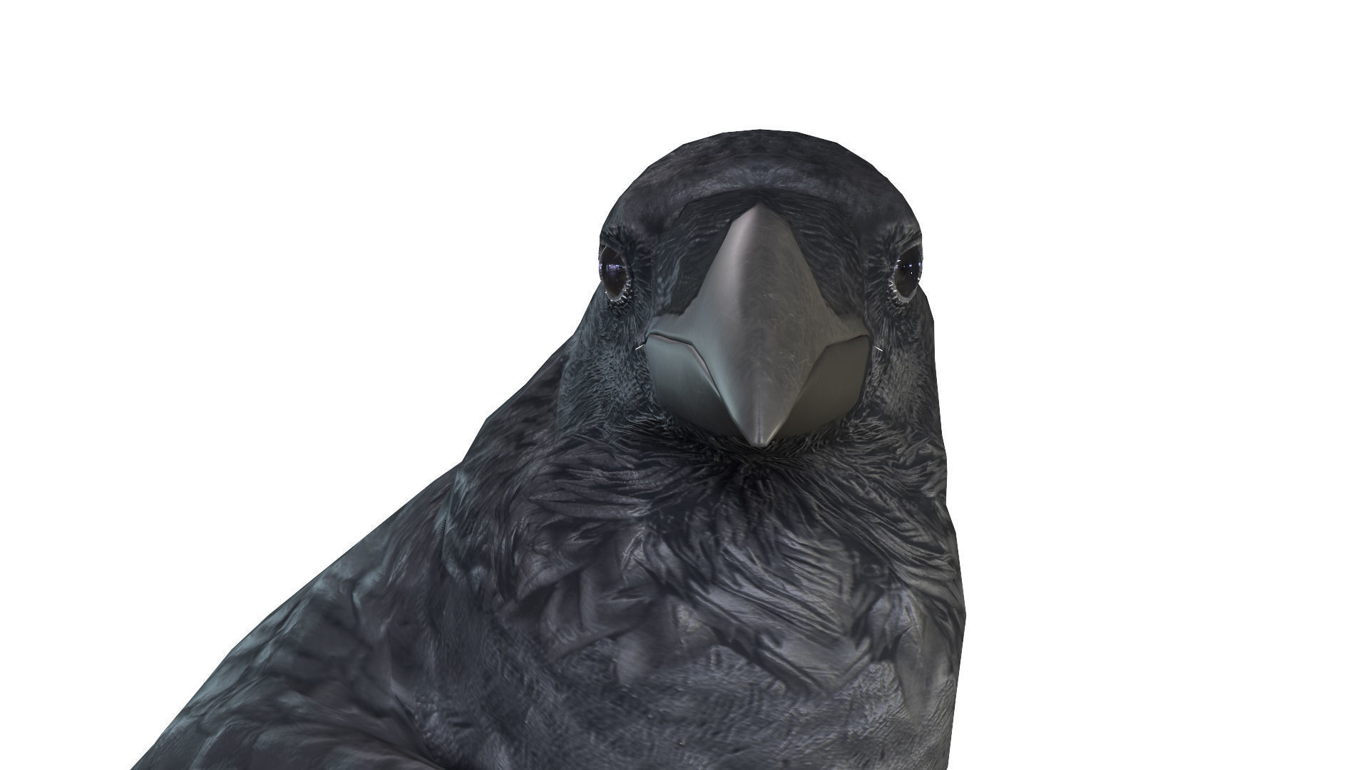 Birds Collection macaw perched on branch 3D model_148