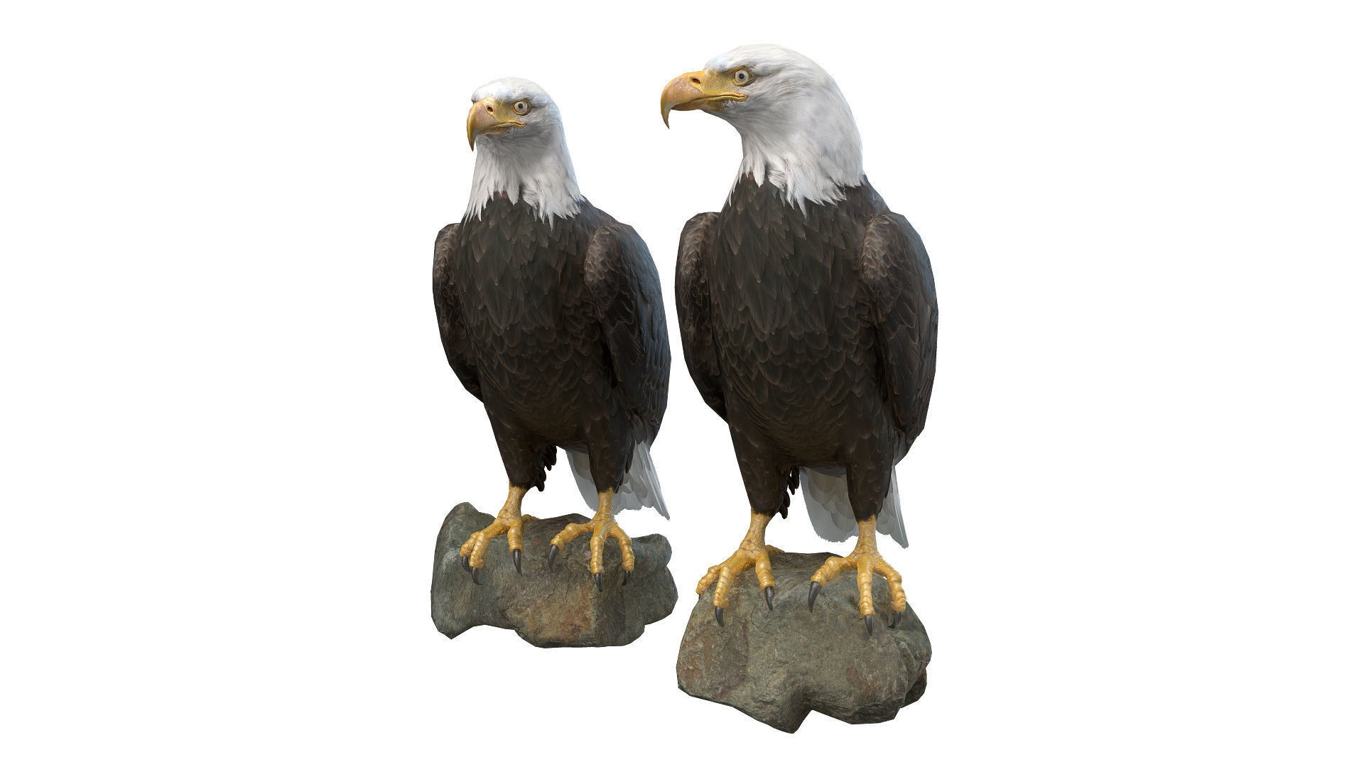 Birds Collection macaw perched on branch 3D model_94