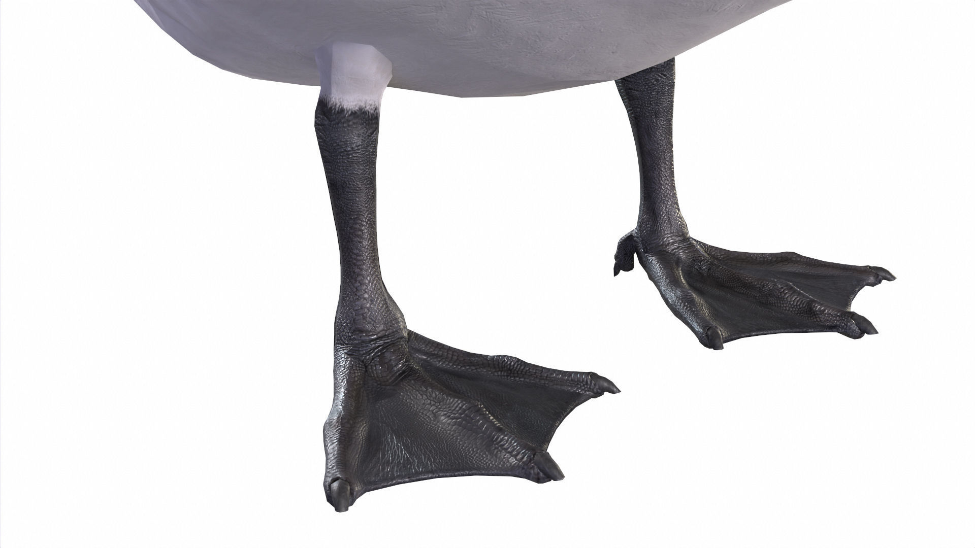 Birds Collection macaw perched on branch 3D model_18