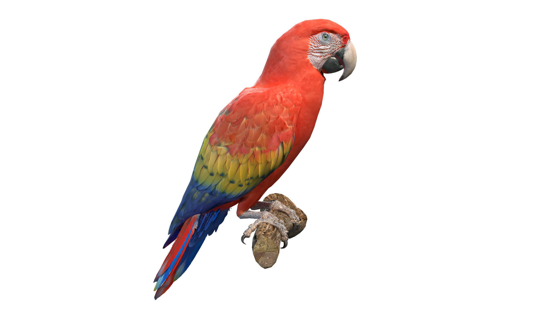 Birds Collection macaw perched on branch 3D model_51
