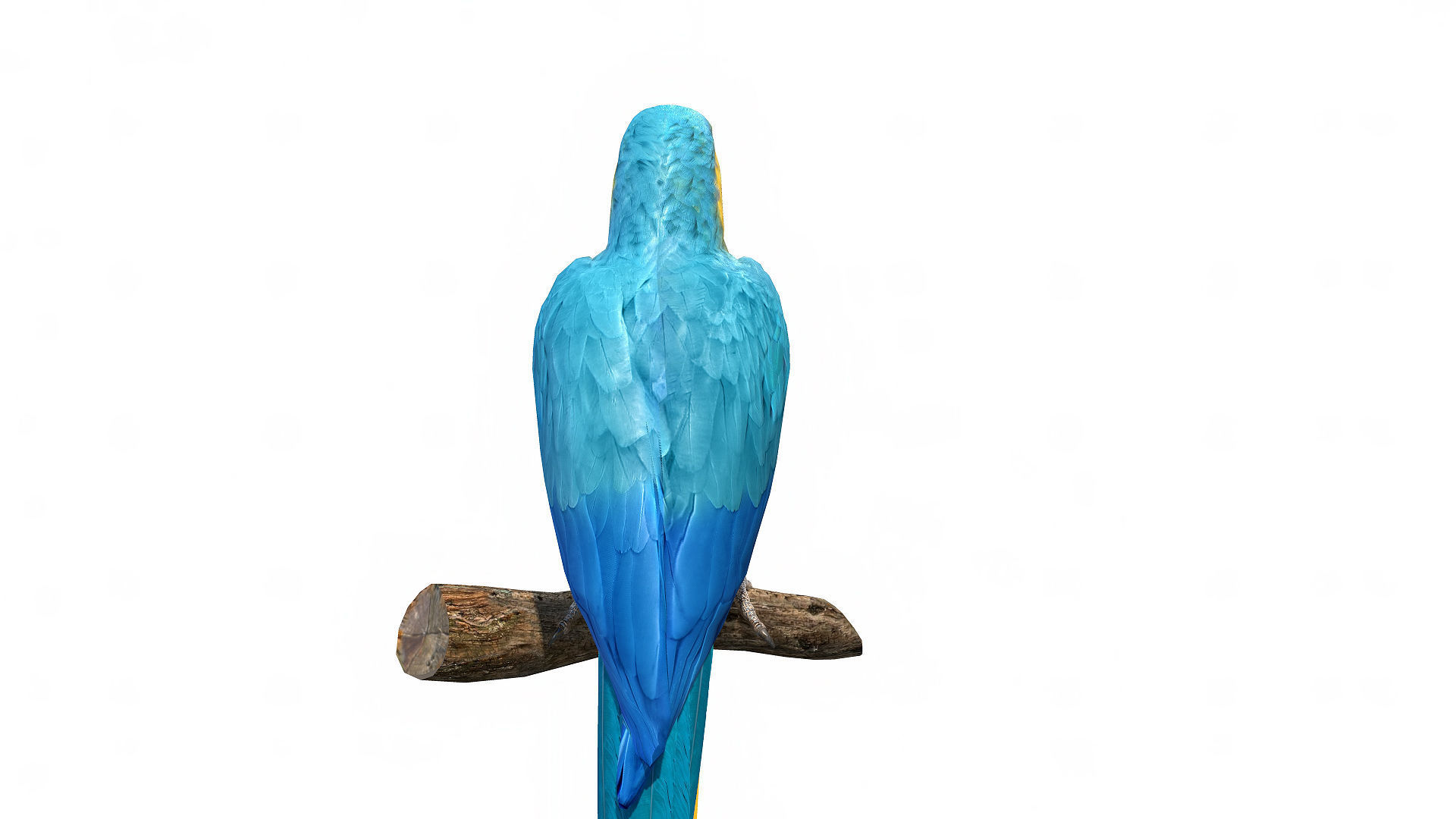 Birds Collection macaw perched on branch 3D model_40