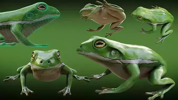 Frog  - American green tree frog