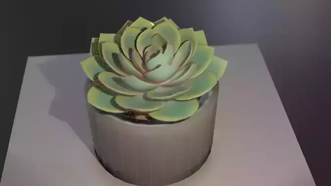 Succulent plant in pot on table