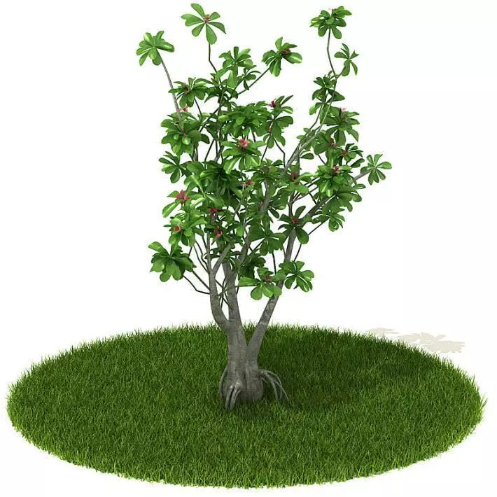Leafy Small Tree 3D model_0