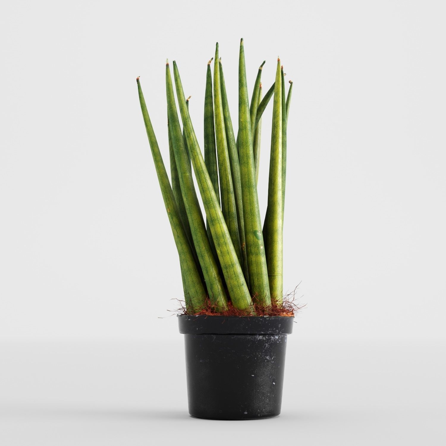 Sansevieria cylindrica plant 3D model_1