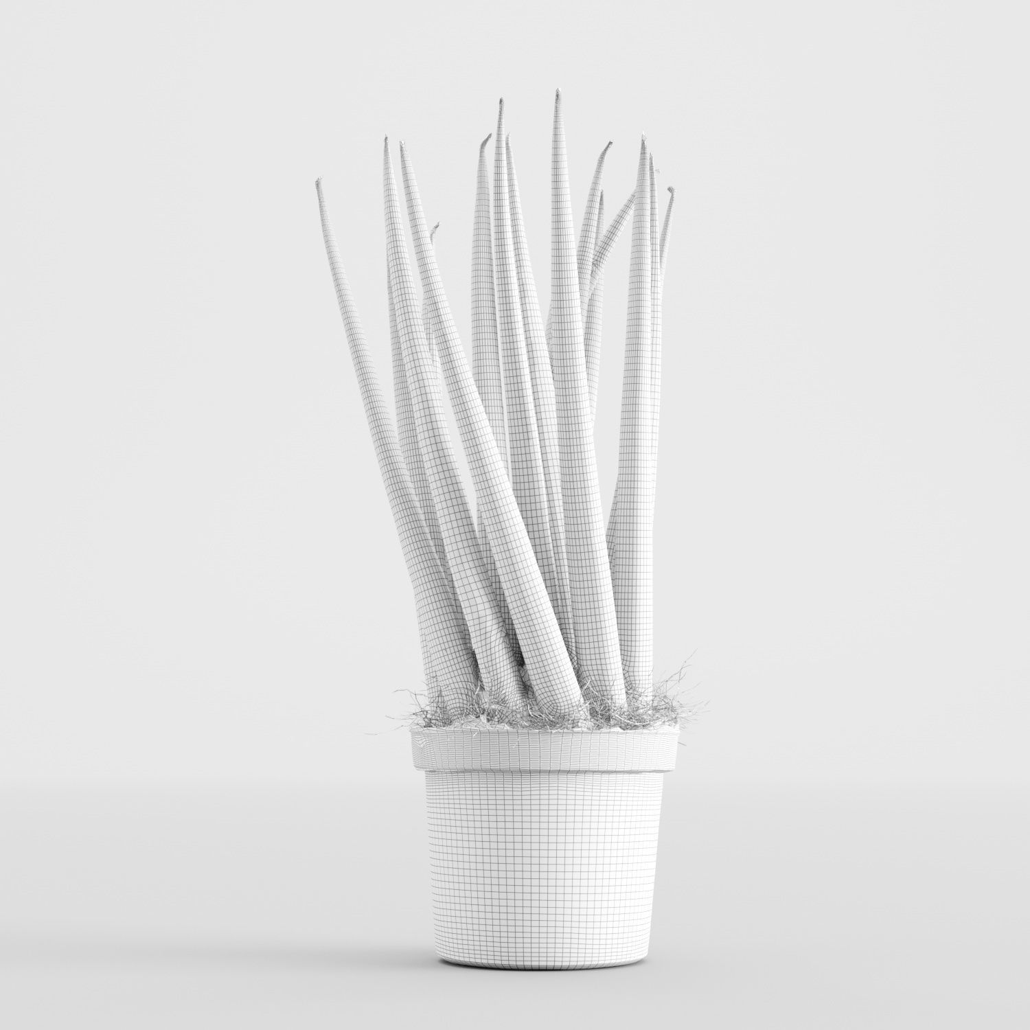 Sansevieria cylindrica plant 3D model_2