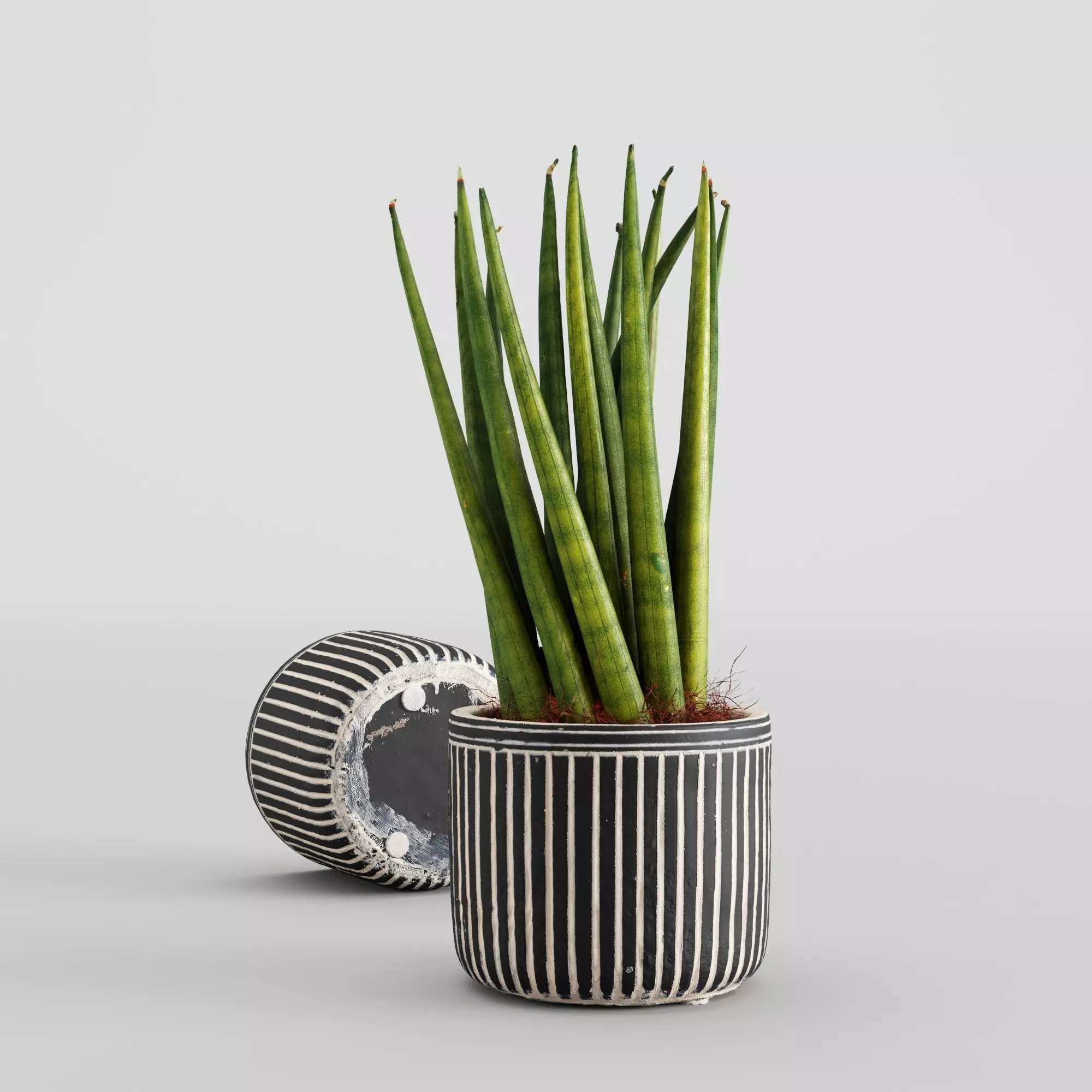 Sansevieria cylindrica plant 3D model_0