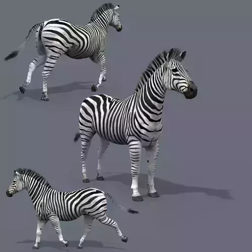 Pro Zebra - 4K