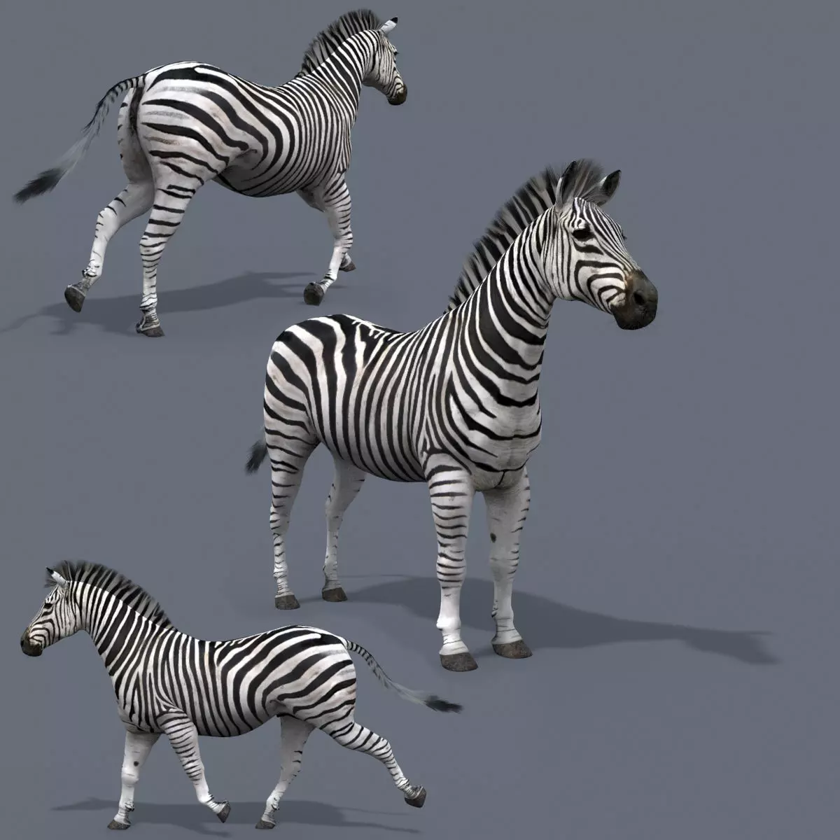 Pro Zebra - 4K 3D model_0