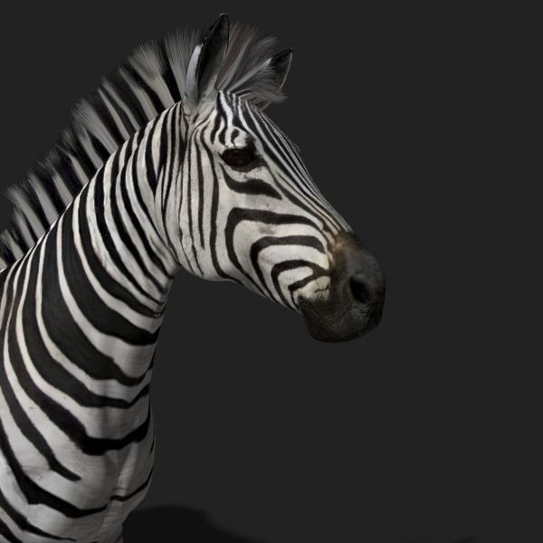 Pro Zebra - 4K 3D model_16