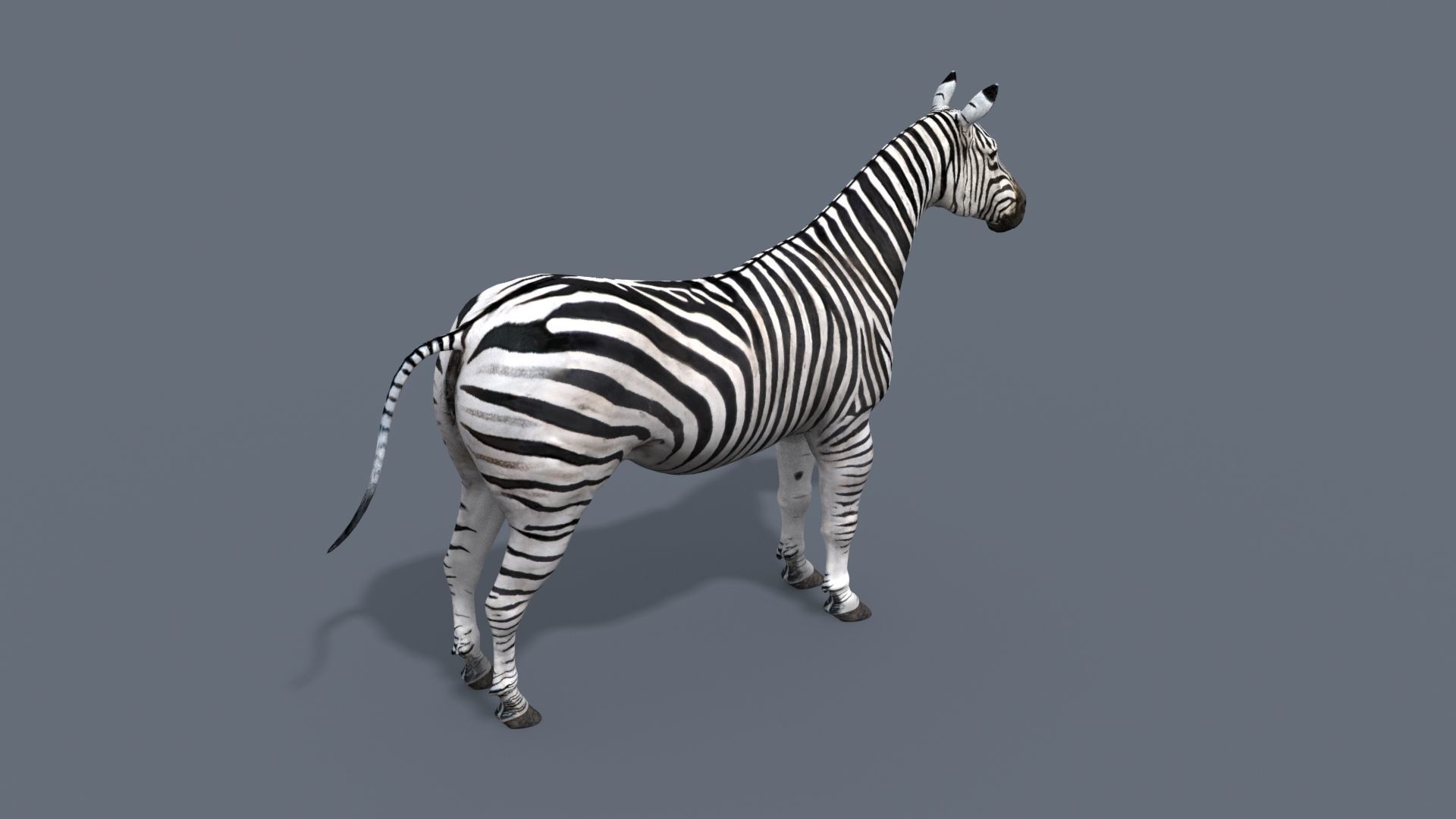 Pro Zebra - 4K 3D model_32