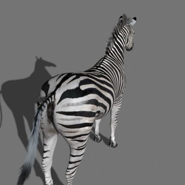 Pro Zebra - 4K 3D model_11