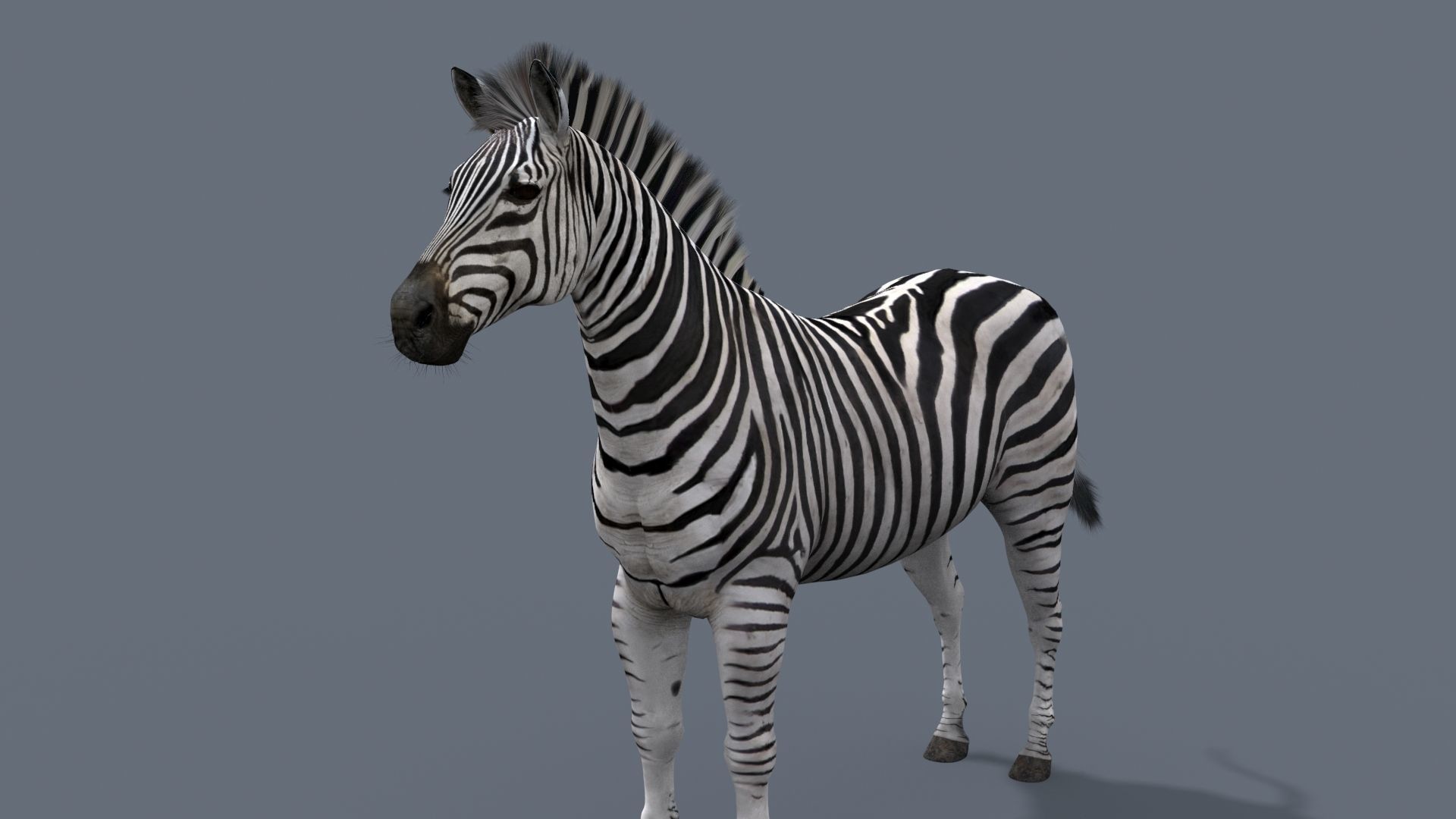 Pro Zebra - 4K 3D model_33