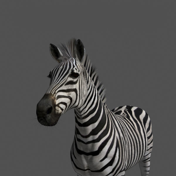 Pro Zebra - 4K 3D model_19