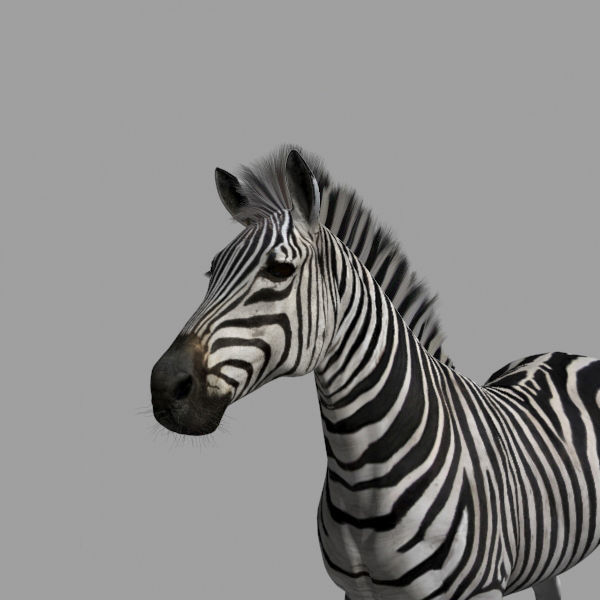 Pro Zebra - 4K 3D model_31