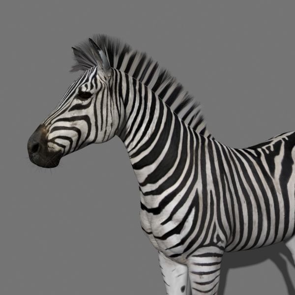 Pro Zebra - 4K 3D model_21