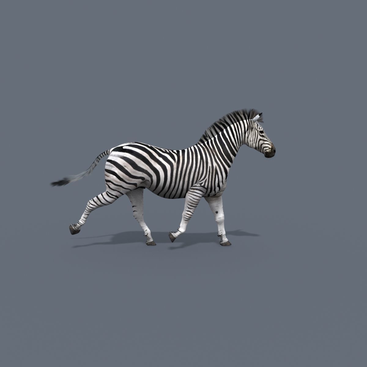 Pro Zebra - 4K 3D model_9