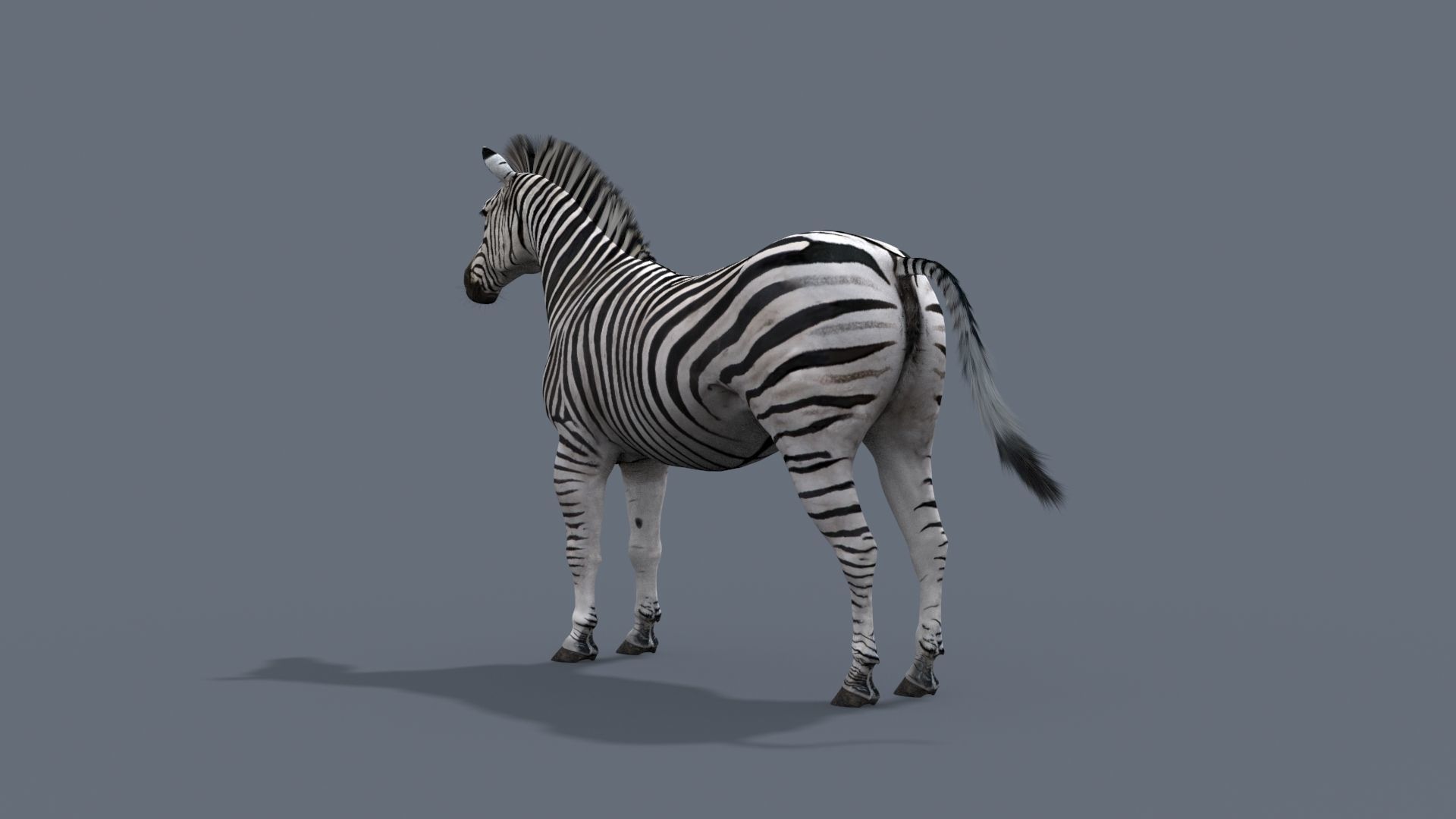 Pro Zebra - 4K 3D model_8
