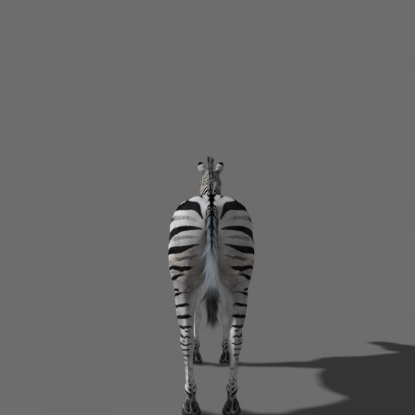 Pro Zebra - 4K 3D model_23